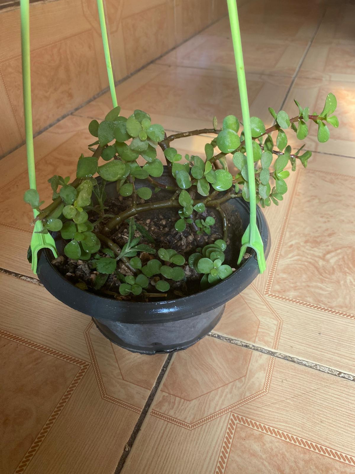 گراسولا خرفه ای