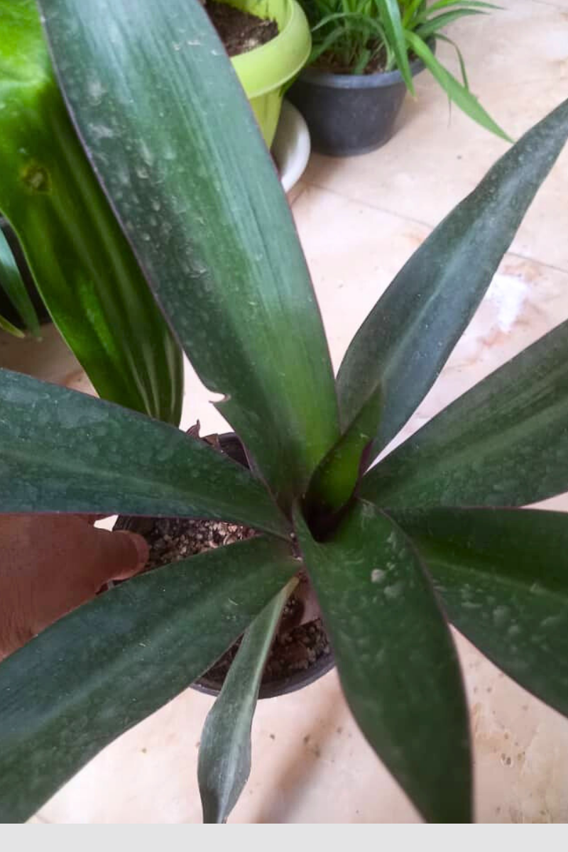 موسی در گهواره