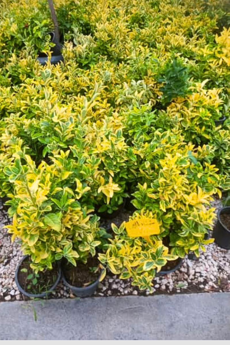 شمشاد طلایی