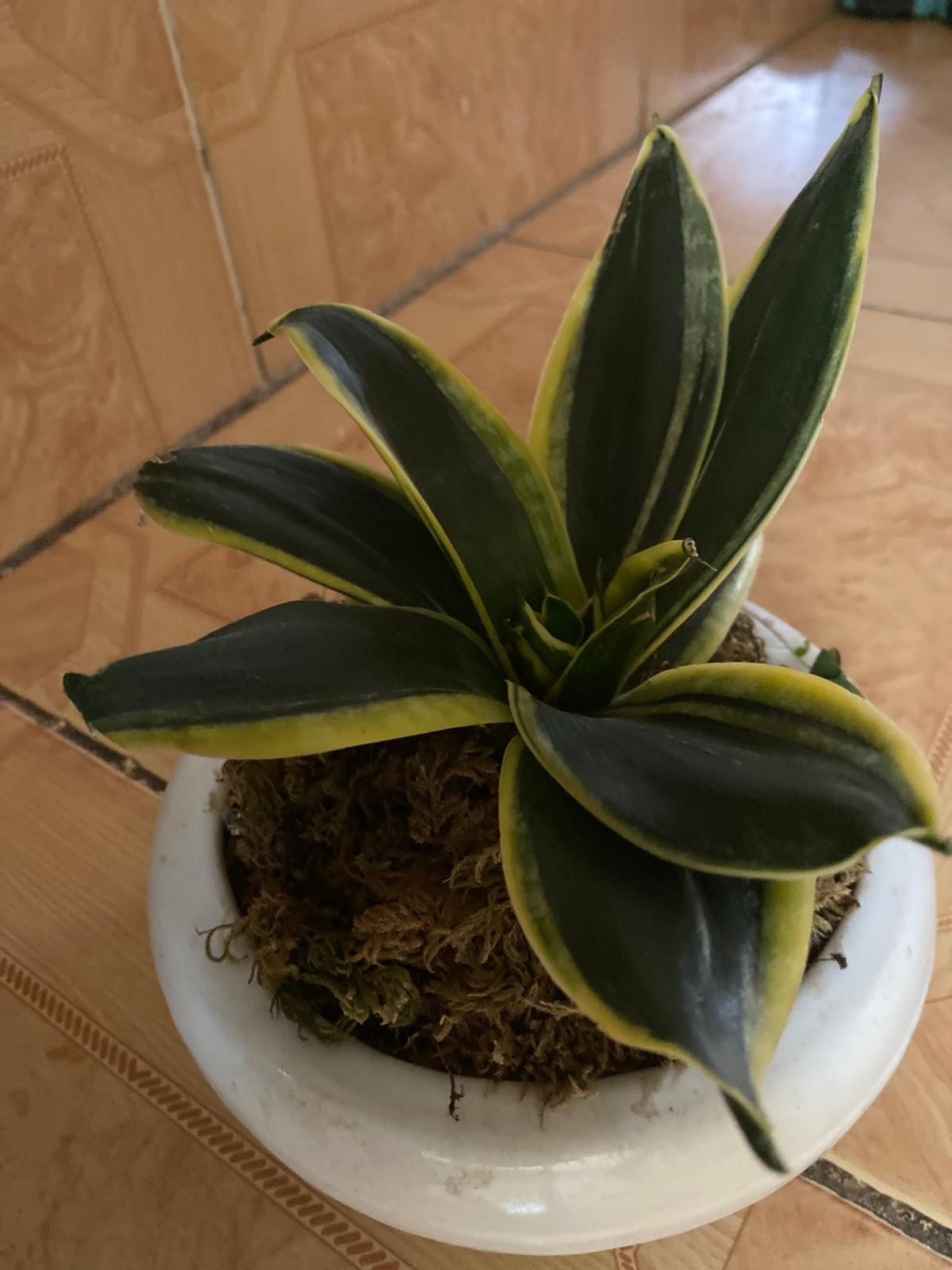 سانسوریا مینیاتوری ، بلک گلد