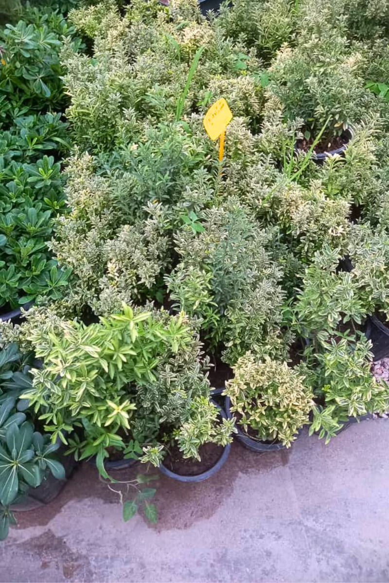 شمشاد نعنایی