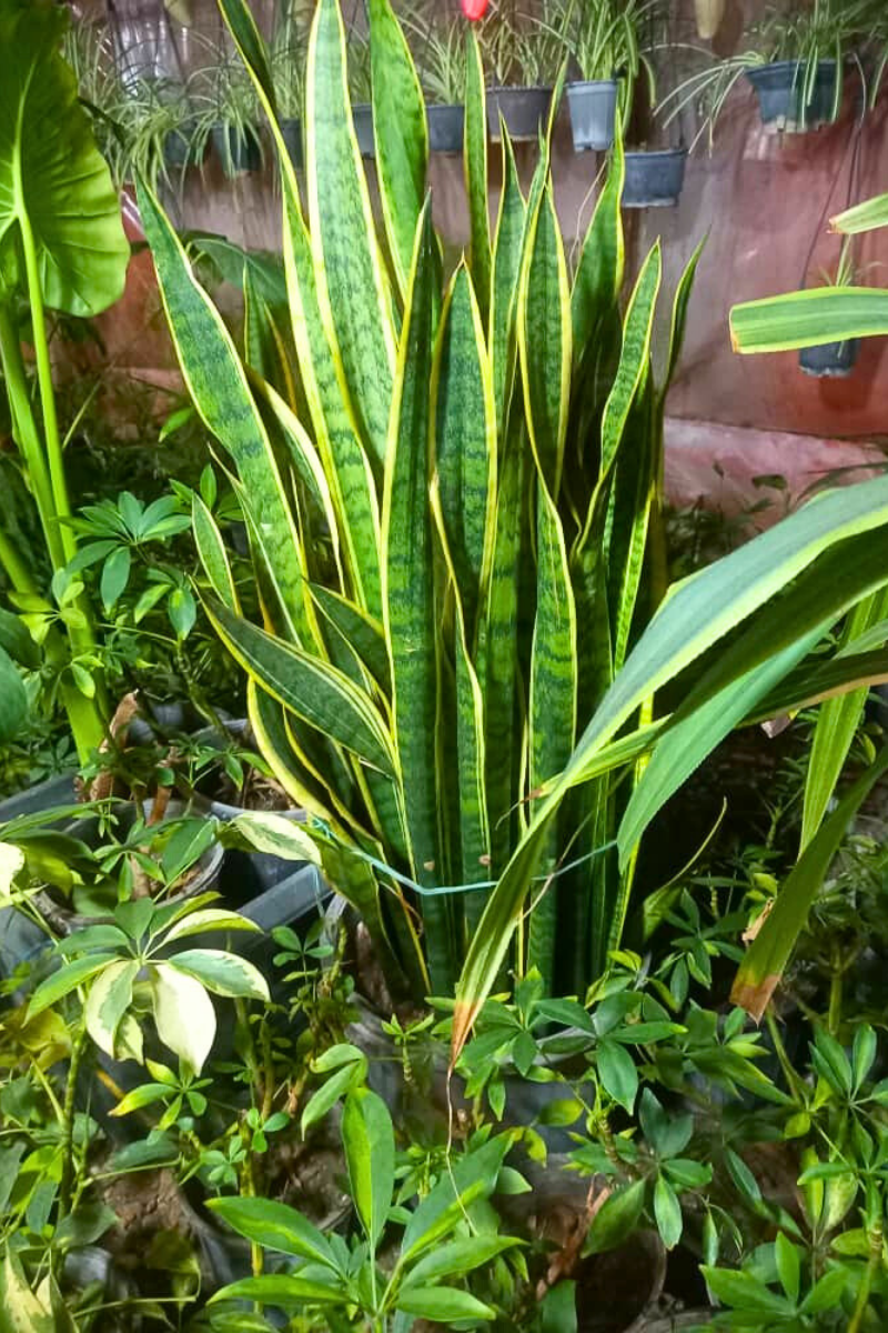 گل سانسوریا شمشیری ابلق