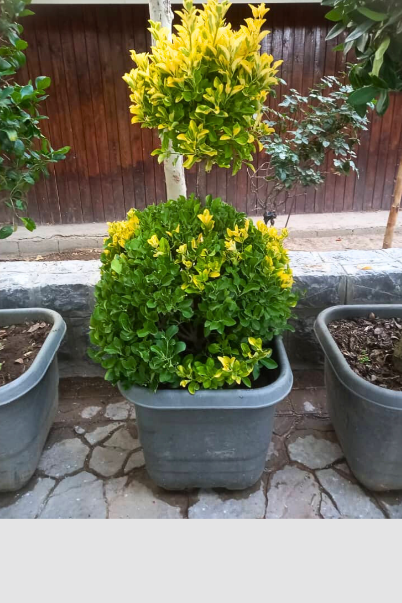 شمشاد تزیینی